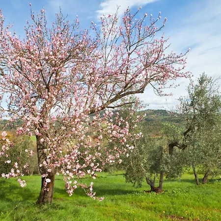 Poggio Diavolino - * Суверето